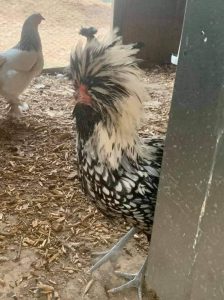 Silver Laced Polish Chicken - Baby Chicks for Sale | Cackle Hatchery®