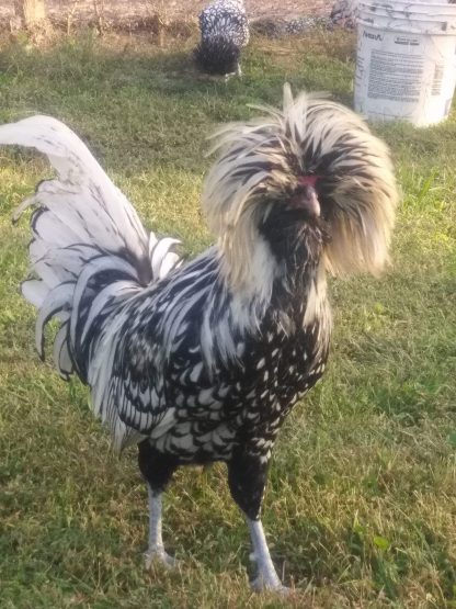 Silver Laced Polish Chicken - Baby Chicks for Sale