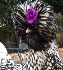 Silver Laced Polish Chicken - Baby Chicks for Sale | Cackle Hatchery®