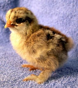 Silver Pencil Cochin Bantam Chickens | Cackle Hatchery®