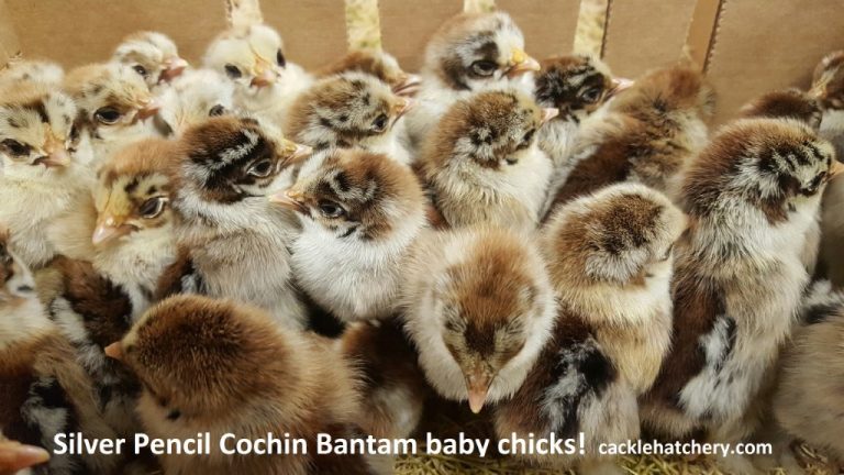 Silver Pencil Cochin Bantam Chickens | Cackle Hatchery®