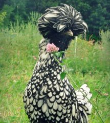 Silver Laced Polish Chicken - Baby Chicks for Sale | Cackle Hatchery®