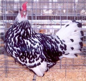 Silver Spangled Hamburg Chicken - Chicks for Sale | Cackle Hatchery®