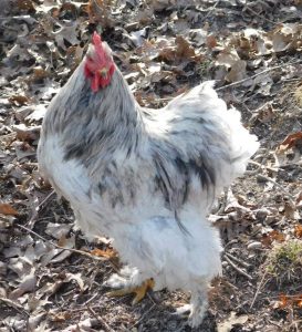 Splash Cochin - Standard Cochin Chickens | Cackle Hatchery®