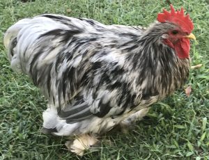 Splash Cochin Bantam Chickens For Sale 