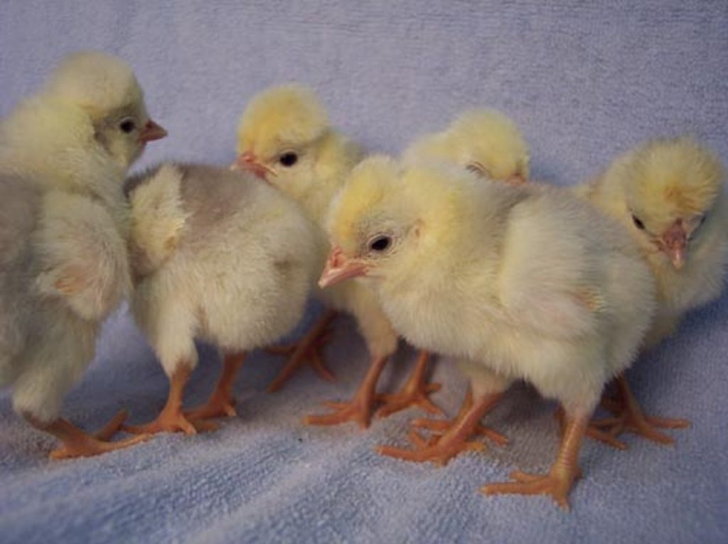 Splash Polish Chickens - Baby Chicks & Fowl | Cackle Hatchery®