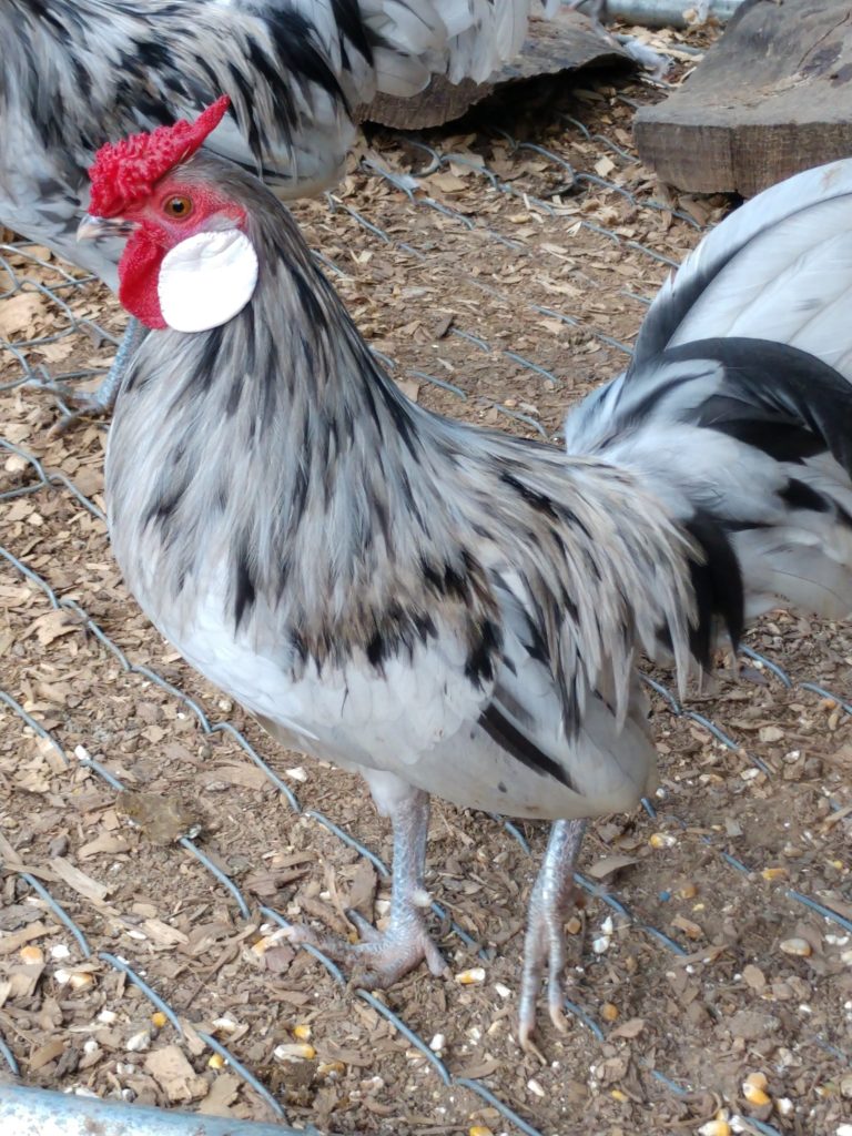 Splash Rosecomb Bantam Chickens | Cackle Hatchery®