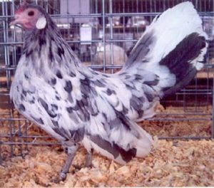 Splash Rosecomb Bantam Chickens | Cackle Hatchery®