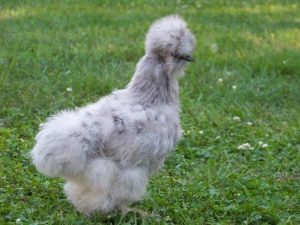 Splash Silkie Bantams - Baby Chicks for Sale | Cackle Hatchery®