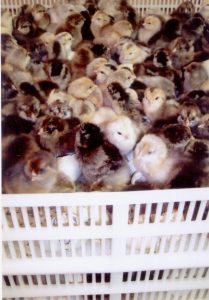 Easter Egger Chickens & Baby Chicks for Sale | Cackle Hatchery®