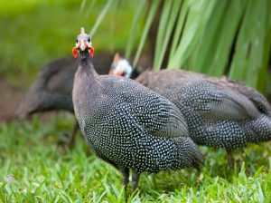 Pearl Guinea Keets - Guinea Fowl for Sale | Cackle Hatchery®