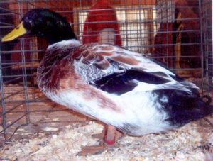 Welsh Harlequin Ducks - Waterfowl Hatchery | Cackle Hatchery®