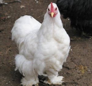 White Cochin Bantams - Chicks for Sale | Cackle Hatchery®