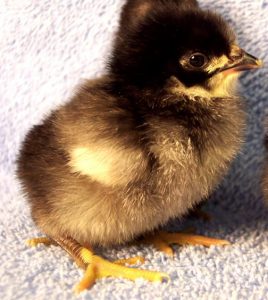 White Faced Black Spanish Bantams | Cackle Hatchery®