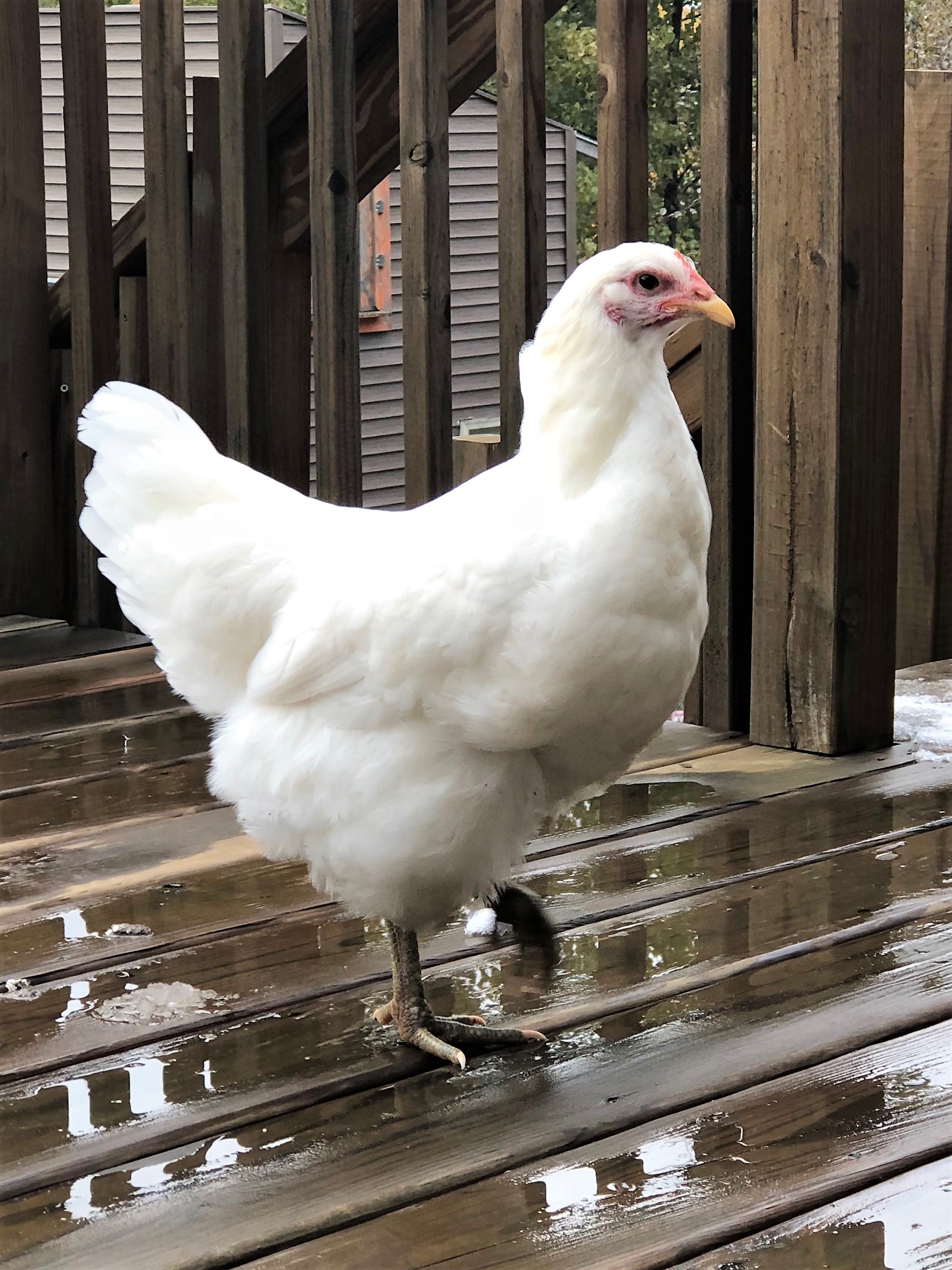 White Jersey Giant Chicks - Valley Hatchery