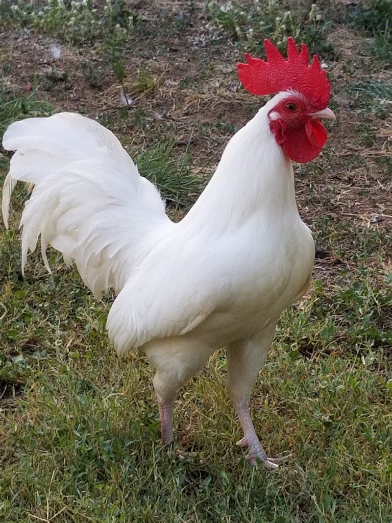 White Old English Bantam Chickens | Cackle Hatchery®