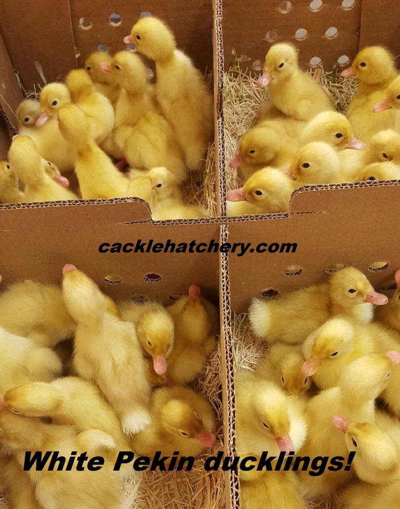 White Pekin Ducks Waterfowl Hatchery Cackle Hatchery®