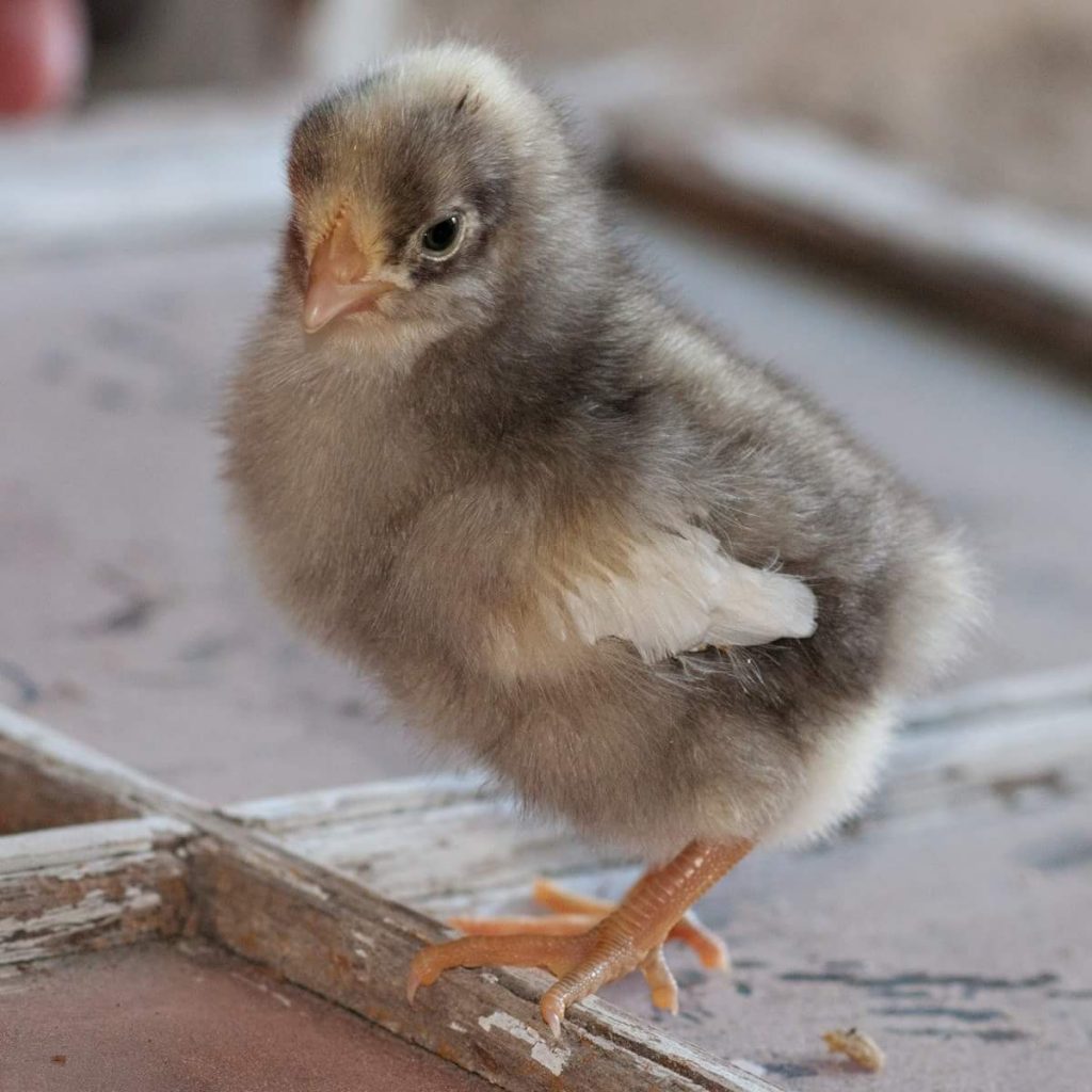 White Plymouth Rock Chicken - Baby Chicks for Sale | Cackle Hatchery®