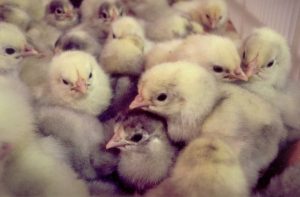 White Plymouth Rock Chicken - Baby Chicks for Sale | Cackle Hatchery®