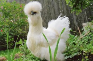 White Silkie Bantam Chickens for Sale | Cackle Hatchery®