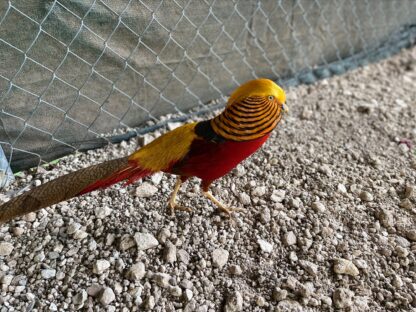 Ornamental Pheasants Photo Credit Ornamental Pheasants Photo Credit Chris Clark Mountain moon ranch