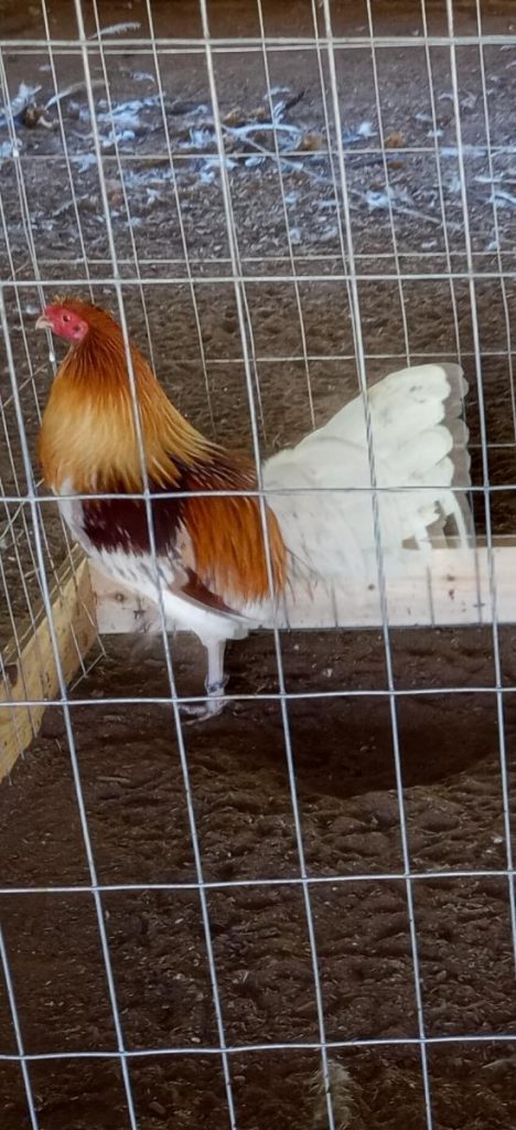 Red Pyle Old English Standard Chickens | Cackle Hatchery®