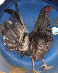 Cuckoo Old English Standard Chickens | Cackle Hatchery®