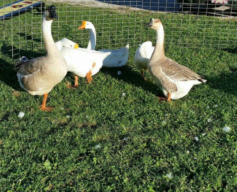 Hatchery Choice Geese Surplus | Cackle Hatchery®