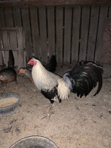 Silver Duckwing Jungle Fowl Old English | Cackle Hatchery®