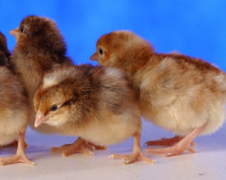 Crele Old English Game Fowl Baby Chicks | Cackle Hatchery®