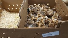 Crele Old English Game Fowl Baby Chicks | Cackle Hatchery®