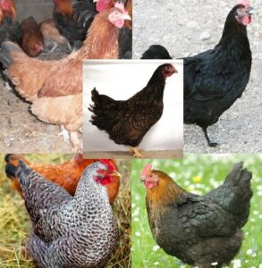 Dark Brown Egg Pullet Surplus Special | Cackle Hatchery®