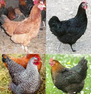 French Marans Pullet Surplus Chick Special | Cackle Hatchery®