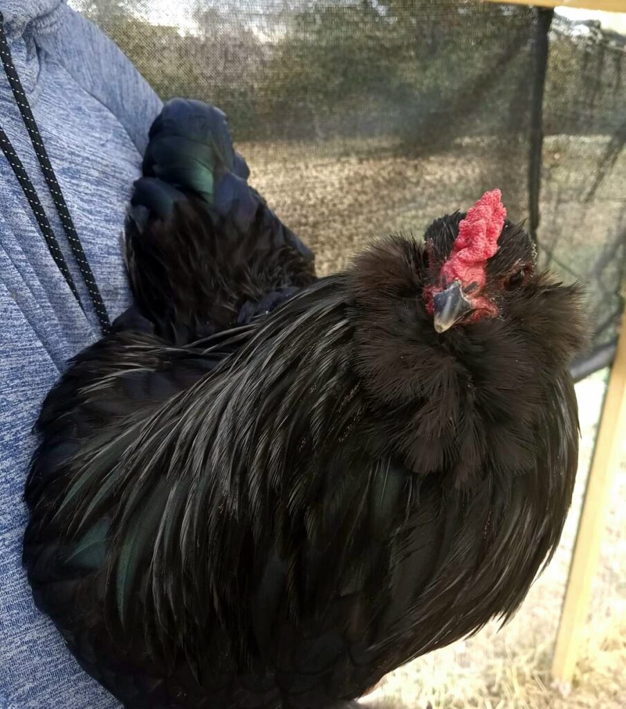 Black Ameraucana Chicks For Sale Cackle Hatchery®