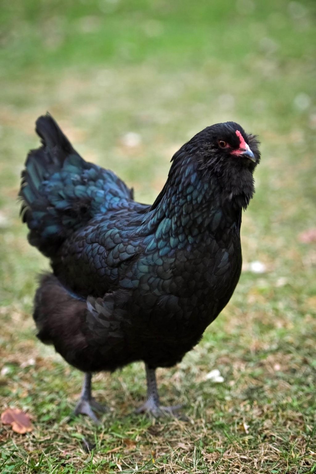 Black Ameraucana Chicks For Sale Cackle Hatchery