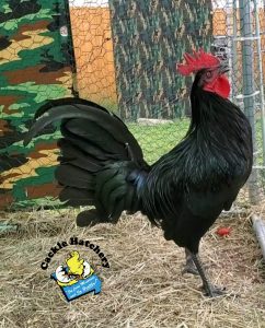 Black Standard Old English - Baby Chicks | Cackle Hatchery®