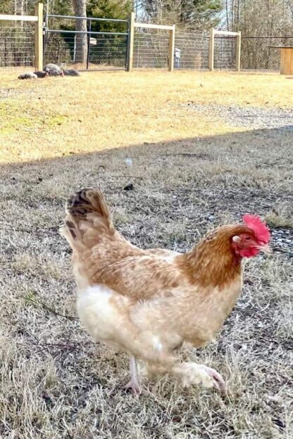 French Wheaten Marans