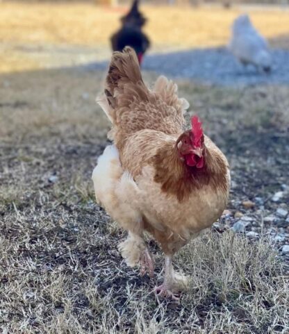 French Wheaten Marans