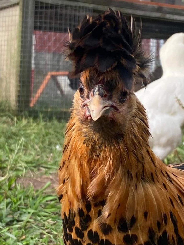 Golden Spangled Appenzeller Spitzhauben | Cackle Hatchery®