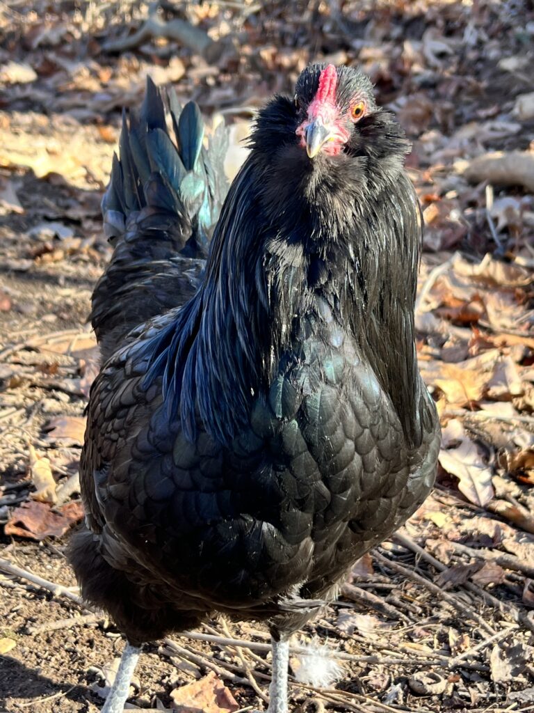 Black Ameraucana Chicks for Sale | Cackle Hatchery®