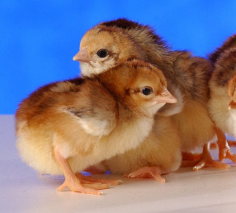 Spangled Standard Old English - Baby Chicks | Cackle Hatchery®