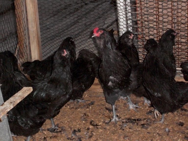 Black Ameraucana Chicks For Sale Cackle Hatchery®