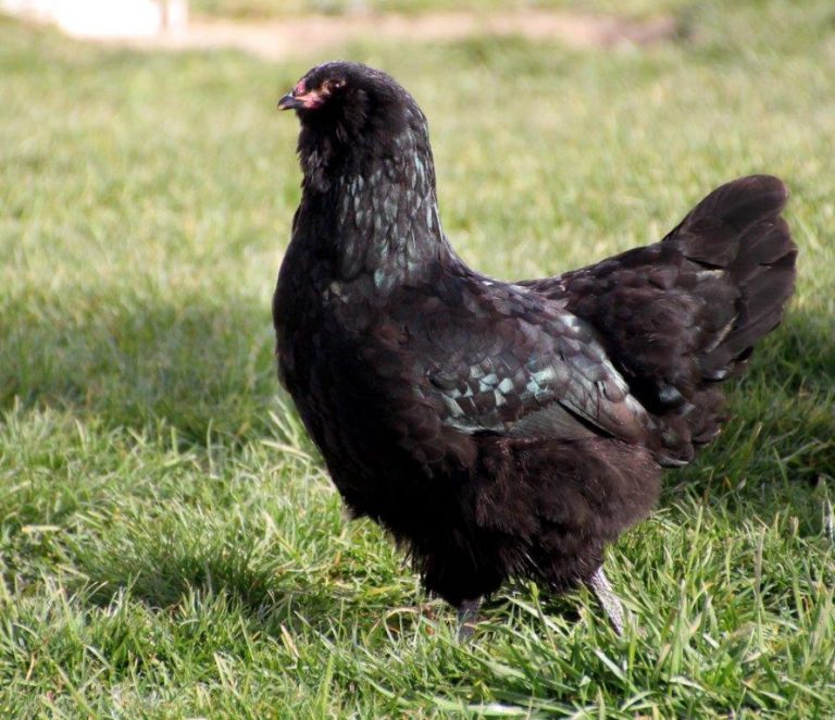 Black Ameraucana Chicks For Sale Cackle Hatchery®