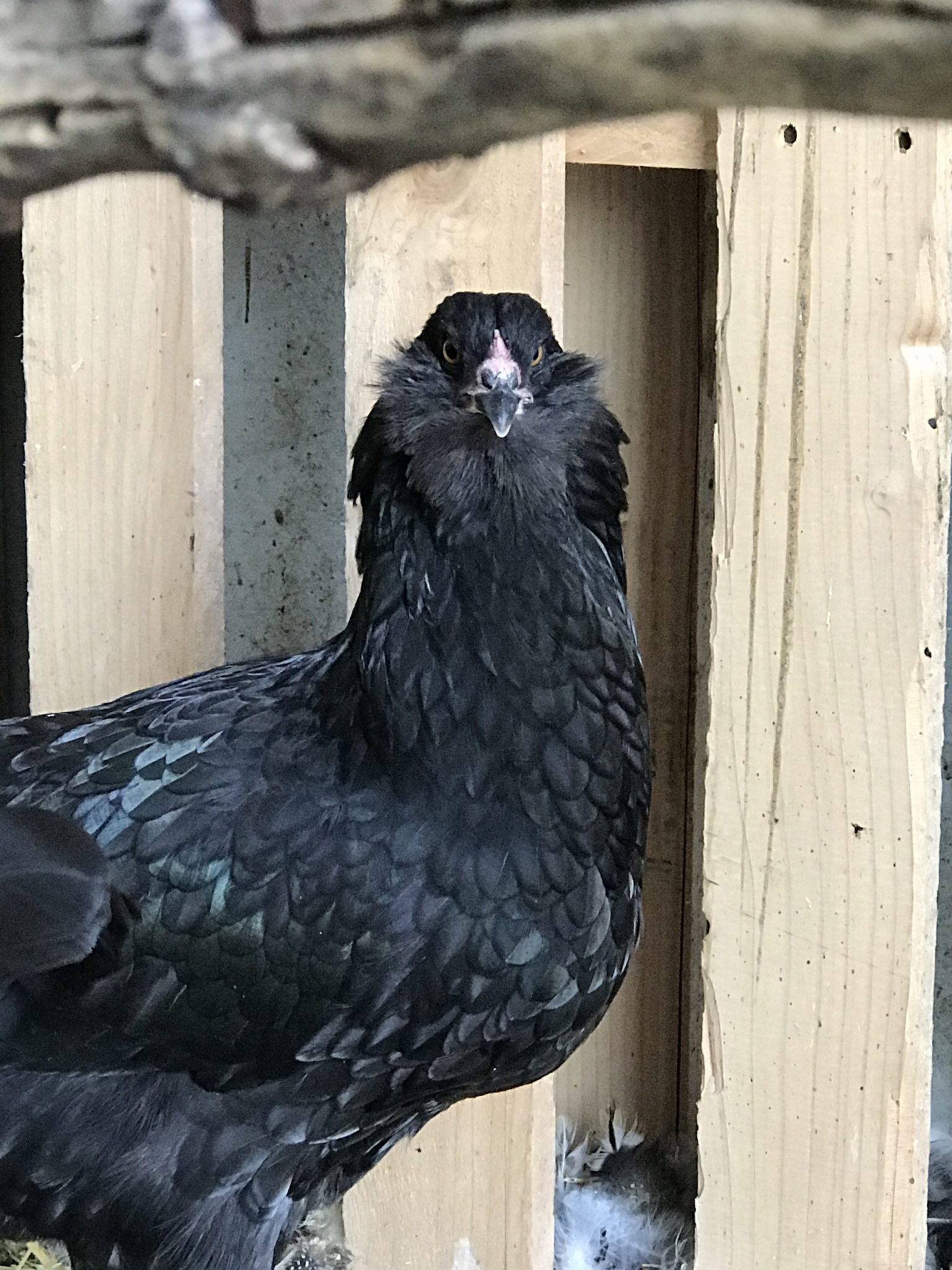 Black Ameraucana Chicks For Sale Cackle Hatchery