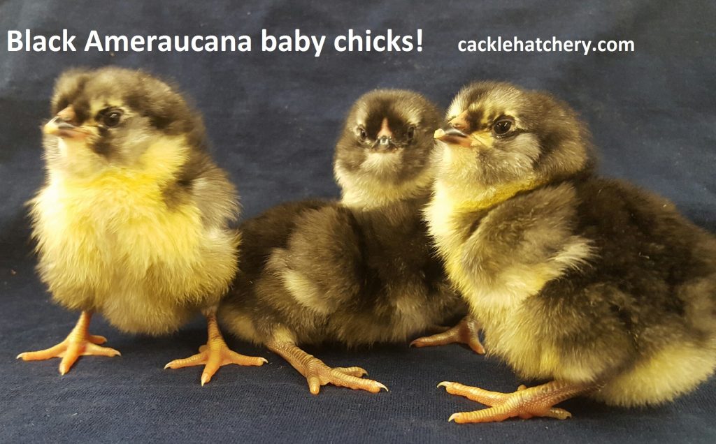 Black Ameraucana Chicks For Sale Cackle Hatchery®