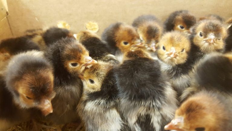 Golden Spangled Appenzeller Spitzhauben | Cackle Hatchery®