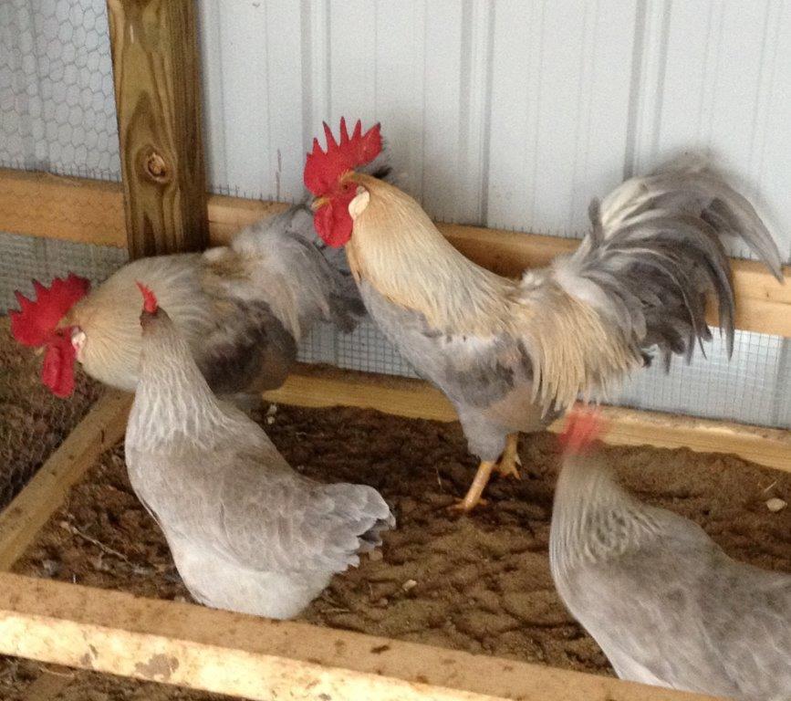Isabella Leghorn Chickens - Baby Chicks for Sale