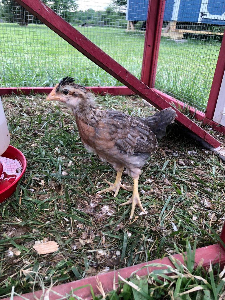 Olive Egger Chickens Chicks For Sale Cackle Hatchery