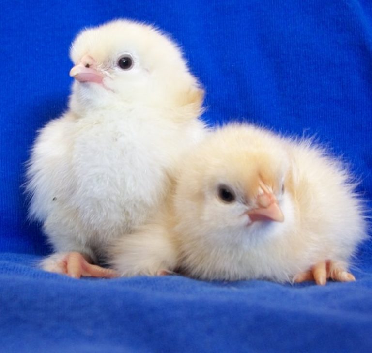 French Wheaten Marans Chicks for Sale | Cackle Hatchery®