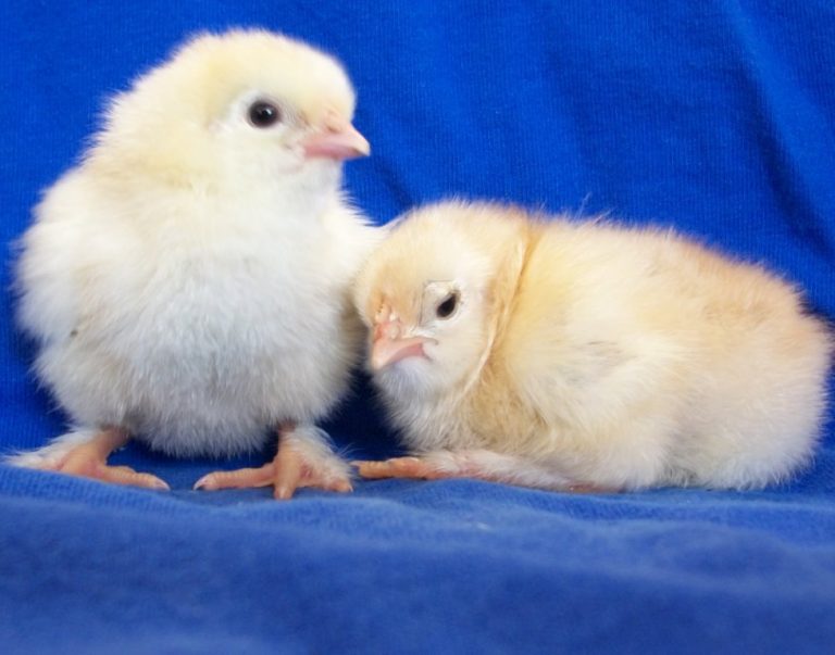 French Wheaten Marans Chicks for Sale | Cackle Hatchery®